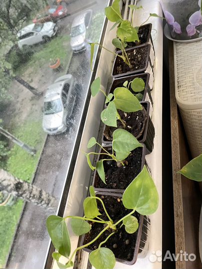 Антуриумы, Кротон