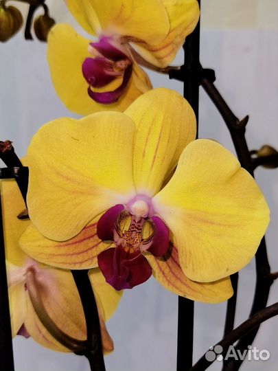 Азиат, Орхидея Sin-Yaun Golden Beauty 