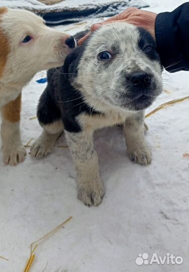Щенята в добрые руки
