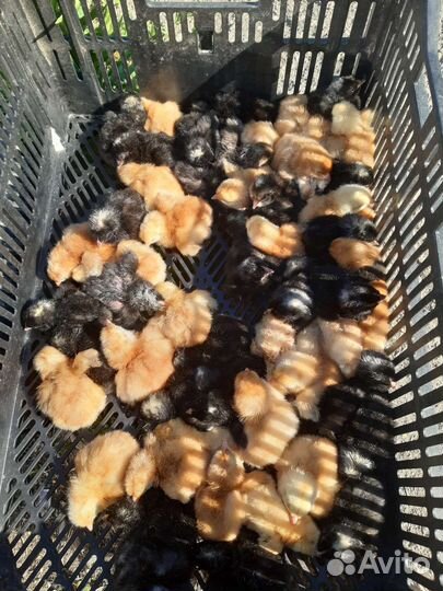 Цыплята подрощенные