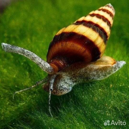 Хелена улитка - поедает мелких улиток в аквариуме