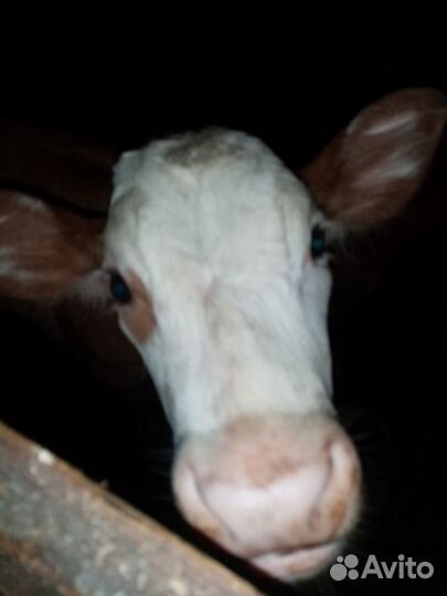 Телёнок (бычок) 1-месяц