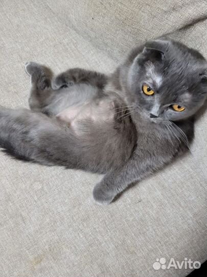 Шотландский вислоухий кот