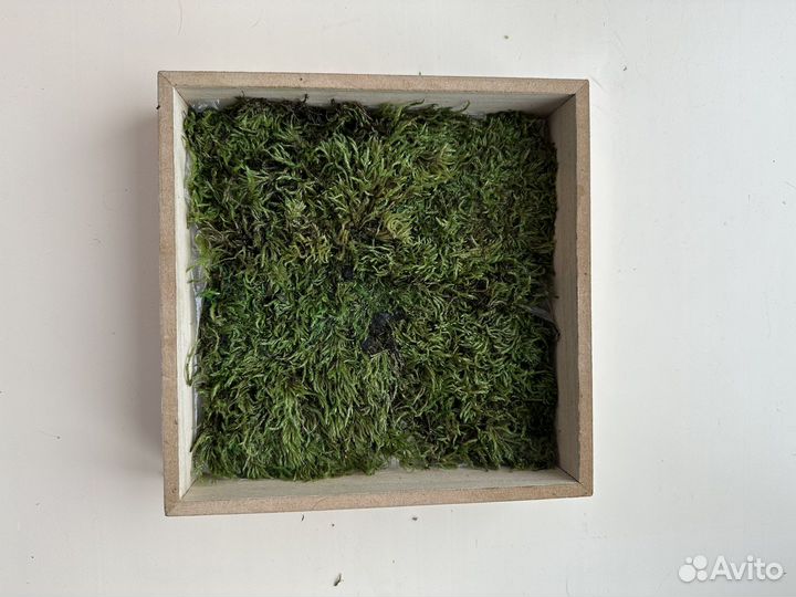 Стабилизированный мох панно