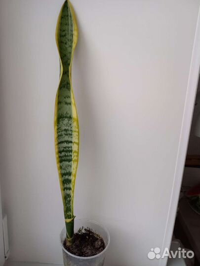 Сансевиерия