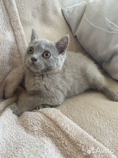 Шотланские котята