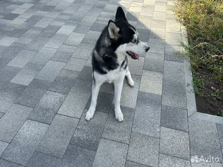 Сибирский хаски