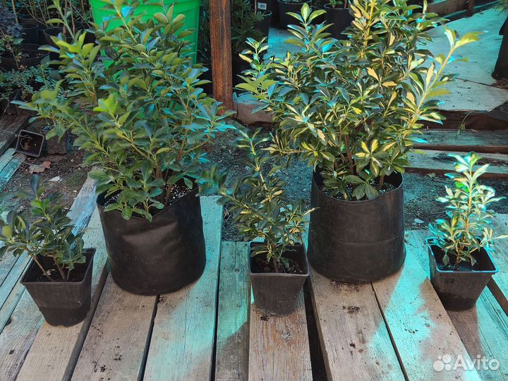 Домашние растения