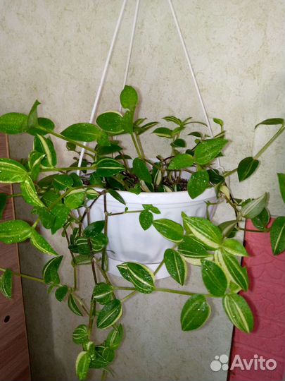 Традесканции