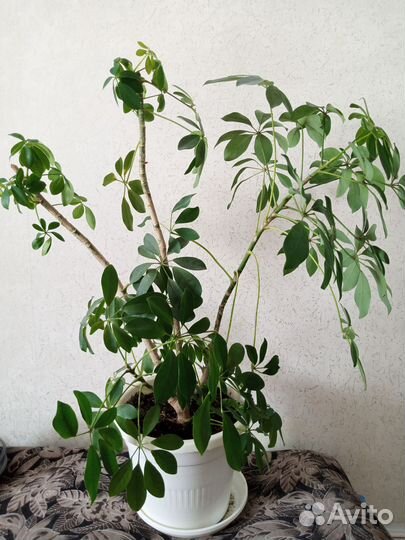 Комнатные цветы шефлера