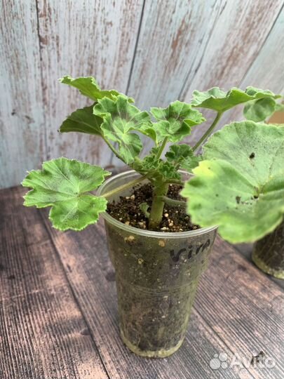 Пеларгония Герань сортовая, PAC Viva Rosita