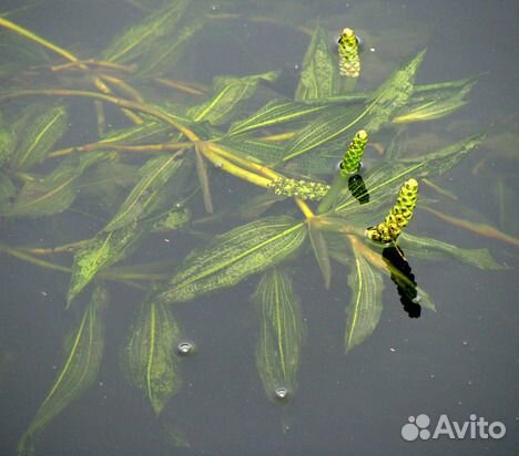 Рдест плавающий