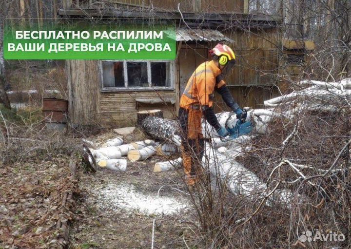 Спил деревьев. Расчистка и уборка участков