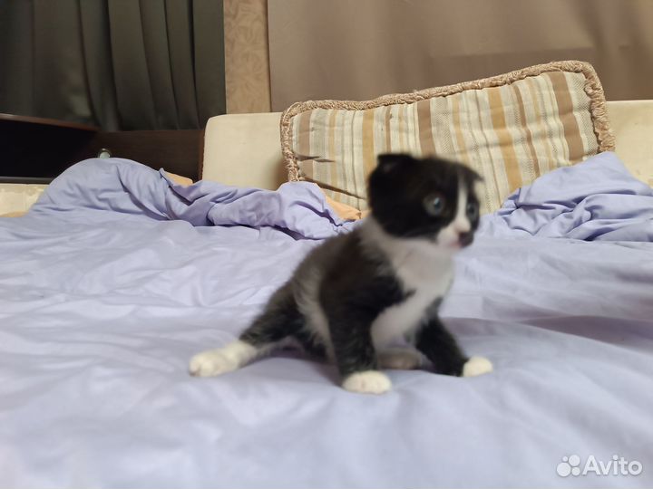 Вислоухие котята