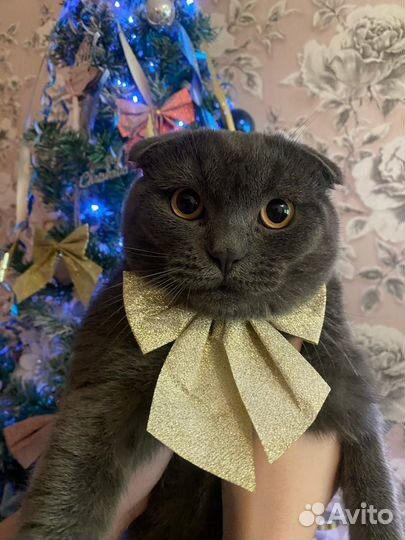 Шотландский вислоухий кот вязка