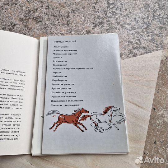 Набор открыток Наш друг лошадь. 1988 г