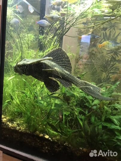 Сом парчовый,40 см