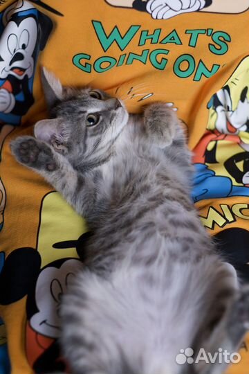 Николя (котёнок, кошка, 9,5 мес.)