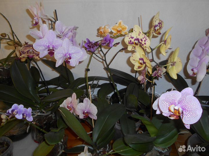 Комнатные цветы орхидеи