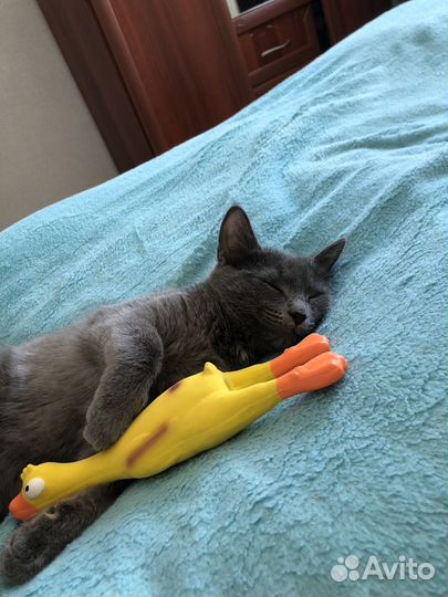 Кошки в добрые руки