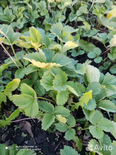 Саженцы клубники