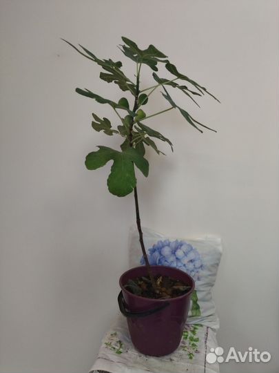 Фикус Карика домашний 300