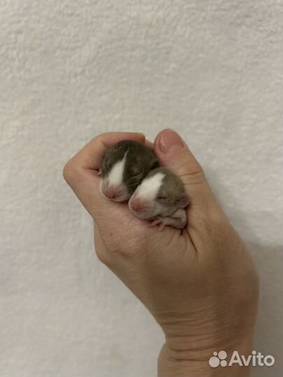 Крысята Дамбо малыши редкие из питомника