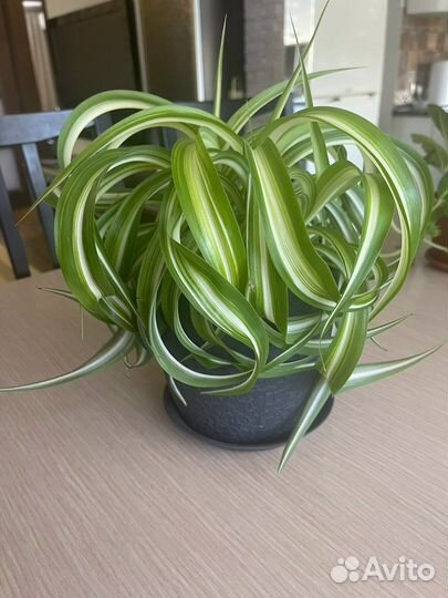 Хлорофитум кудрявый