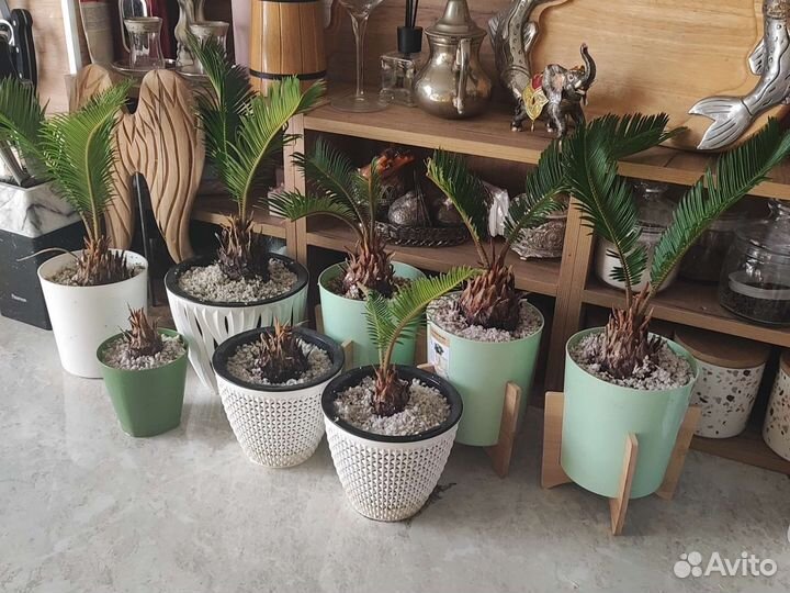 Пальмы цикас