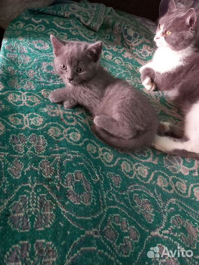 Отдам в добрые руки