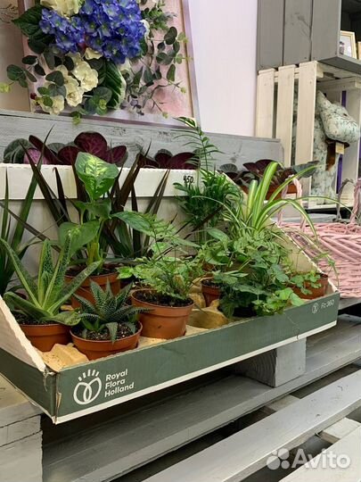 Растения «Микс»