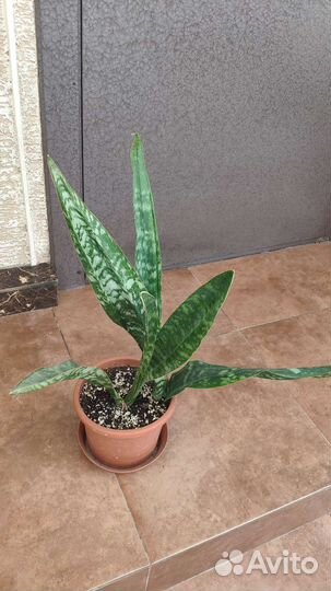 Сансевиерия Дракон