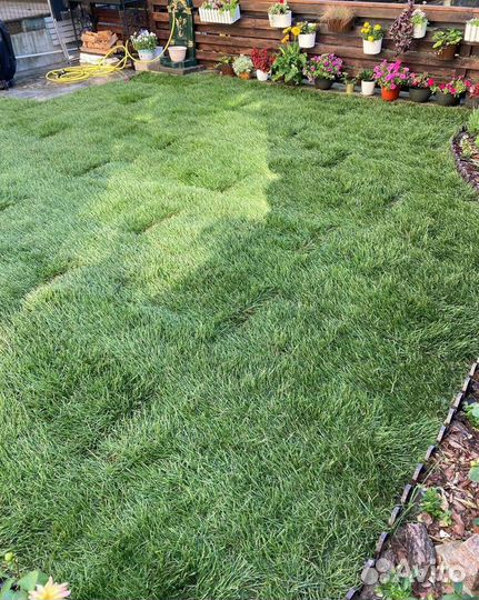 Рулонный газон с укладкой
