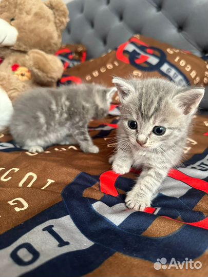 Шотландская