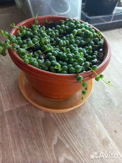 Крестовник, седум