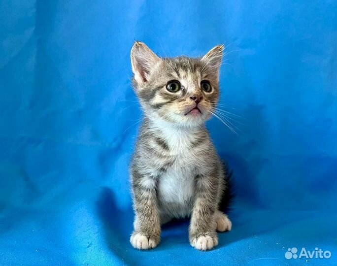 Котенок Сима возраст 1,5 месяца в добрые руки