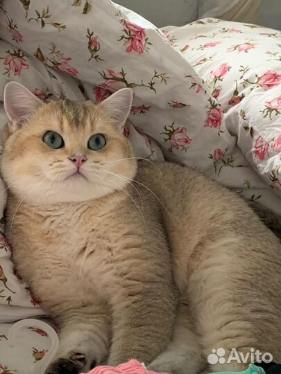 Британский кот вязка