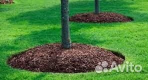 Кора сосны мульча