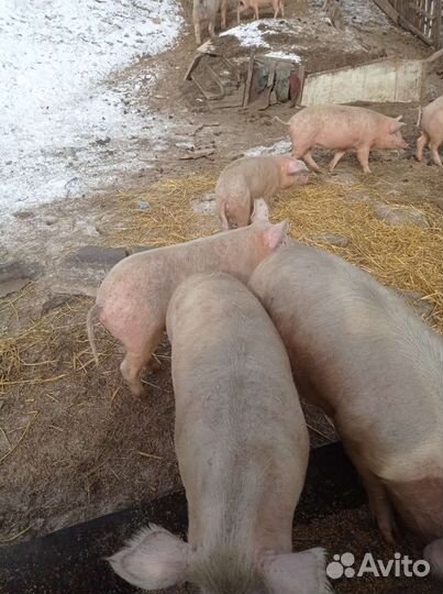 Поросенок ландрас