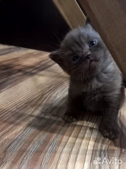 Шотландские котята