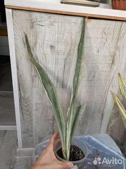 Сансевиерия аубрутиана драгон, металлика