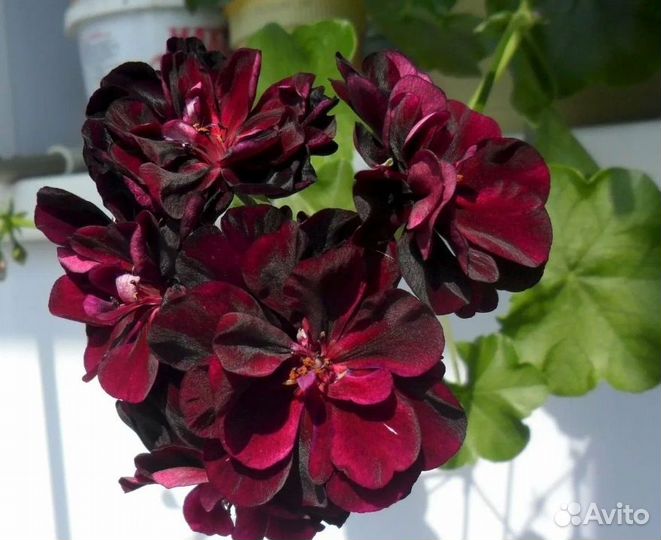 Колеус Фауст