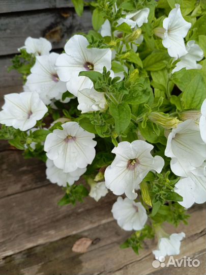 Вегетативная петуния (излишки черенков)