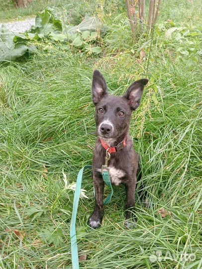 Красивый щеночек-девочка ищет дом