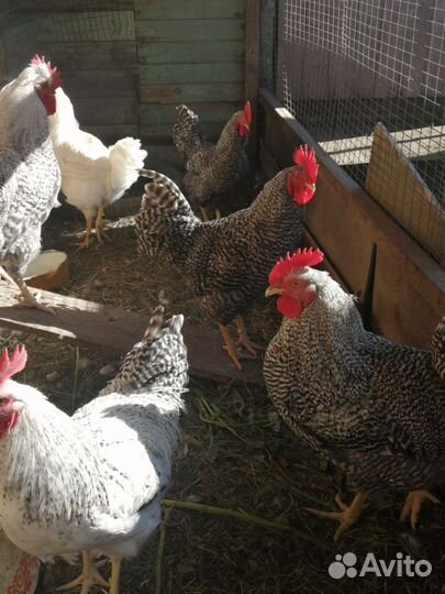 Петухи молодые