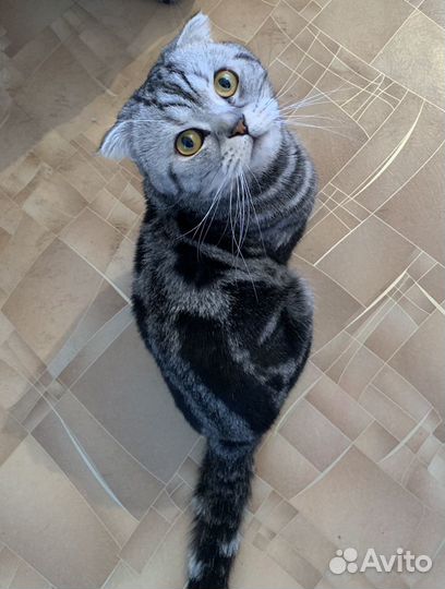 Вязка, шотландский вислоухий