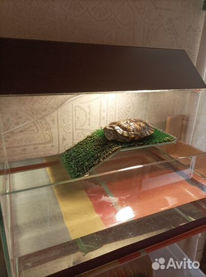 Красноухая черепаха с аквариумом