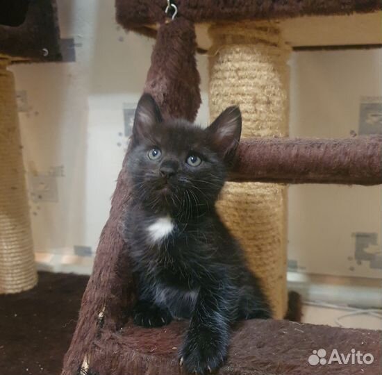 Котята от бомбейской кошки