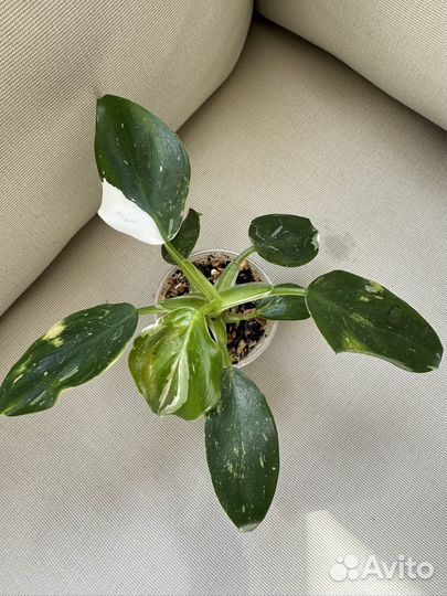 Филодендрон white Wizard