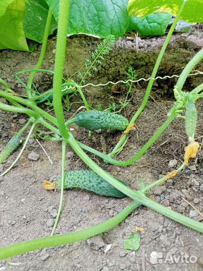 Огурцы, помидоры свежие дачные, ягода, зелень